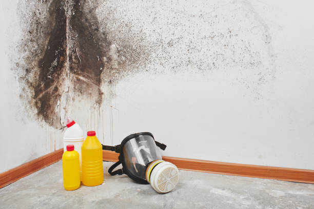 Professional Mold Remediation in Wymore, NE