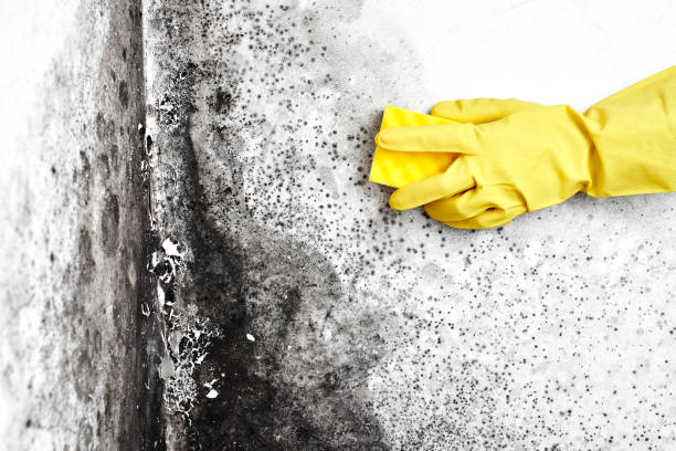 Best White Mold Remediation in Wymore, NE