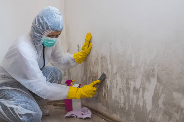 Best Basement Mold Remediation in Wymore, NE